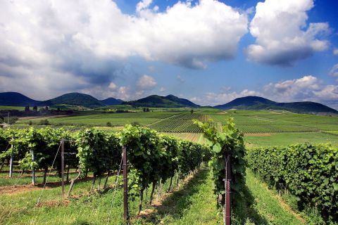 Ilbesheim Suedliche Weinstrasse Pfalz Weinberge